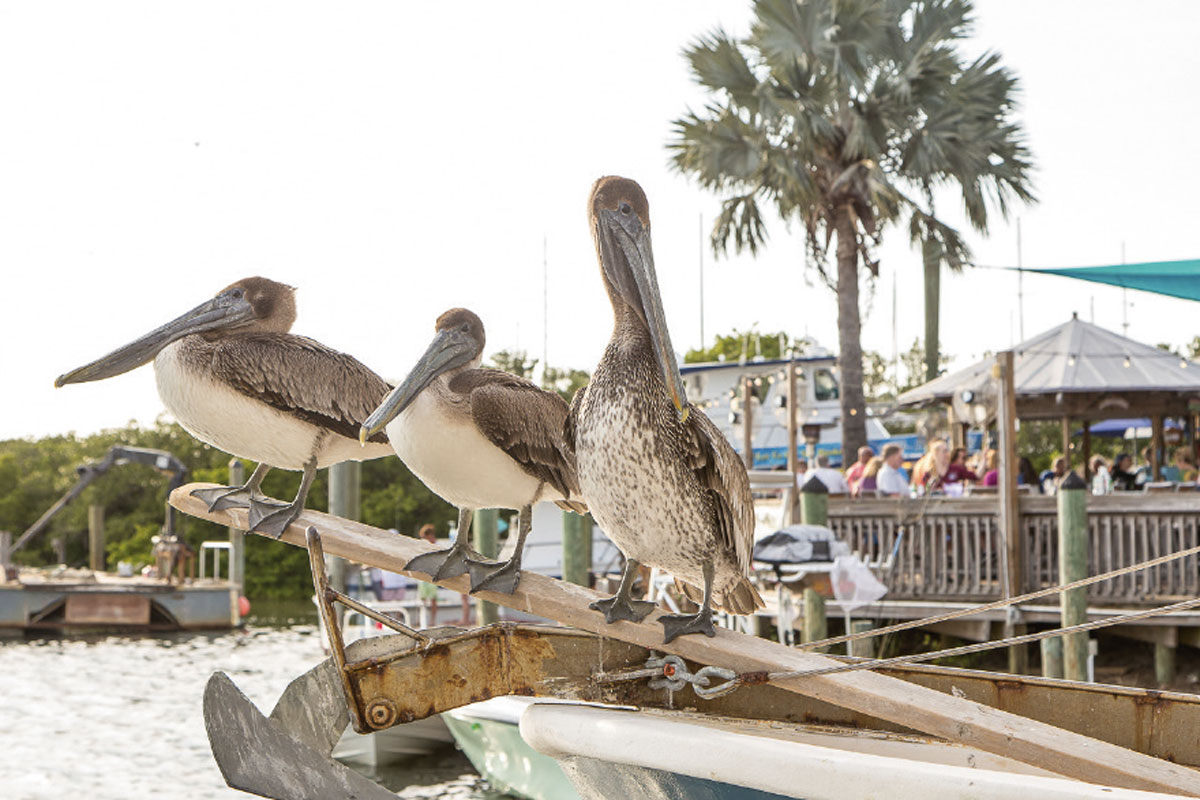 Bradenton Gulf Islands: Äußerst selten: drei Birdies nacheinander